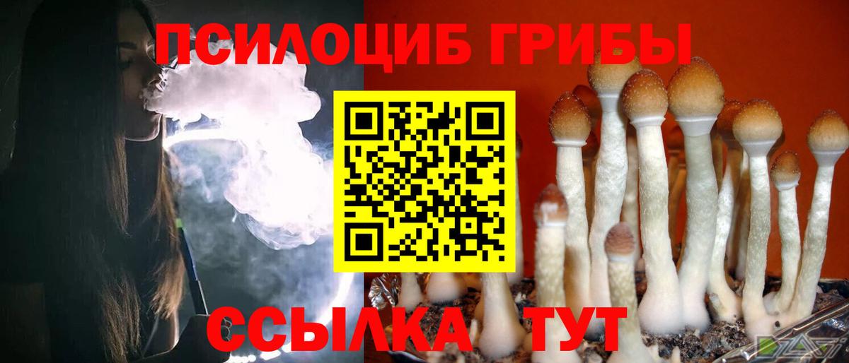 Псилоцибиновые грибы Psilocybe Волгоград